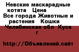 Невские маскарадные котята › Цена ­ 15 000 - Все города Животные и растения » Кошки   . Челябинская обл.,Куса г.